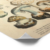  1831 paddenstoelvariëteit White Brown Print (Hoek)