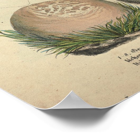 1831 paddenstoelvariëteit Wit Pet Afdrukken Poster (Hoek)