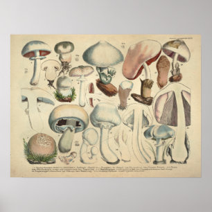 1831 paddenstoelvariëteit Wit Pet Afdrukken Poster