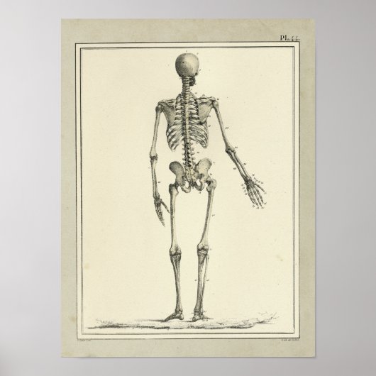 1831 Skeletanatomie Afdrukken Poster (Voorkant)