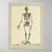 1831 Skeletanatomie Afdrukken Poster (Voorkant)