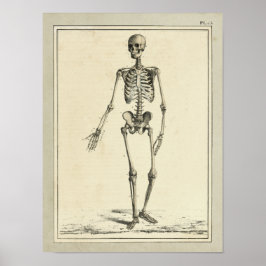 1831 Skeletanatomie Afdrukken Poster