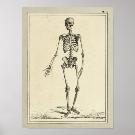 1831 Skeletanatomie Afdrukken Poster (Voorkant)