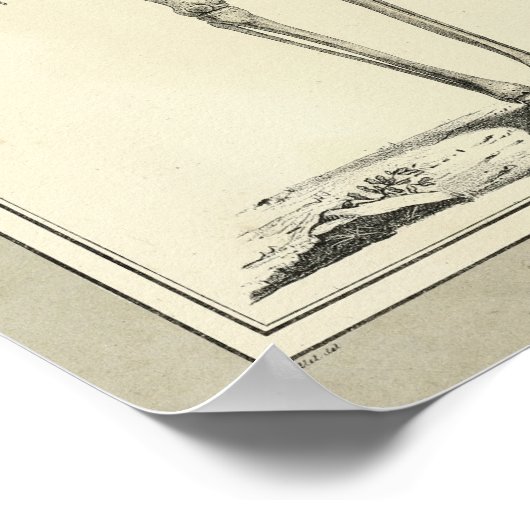  1831 Skeletanatomie Afdrukken Poster (Hoek)