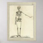  1831 Skeletanatomie Afdrukken Poster (Voorkant)
