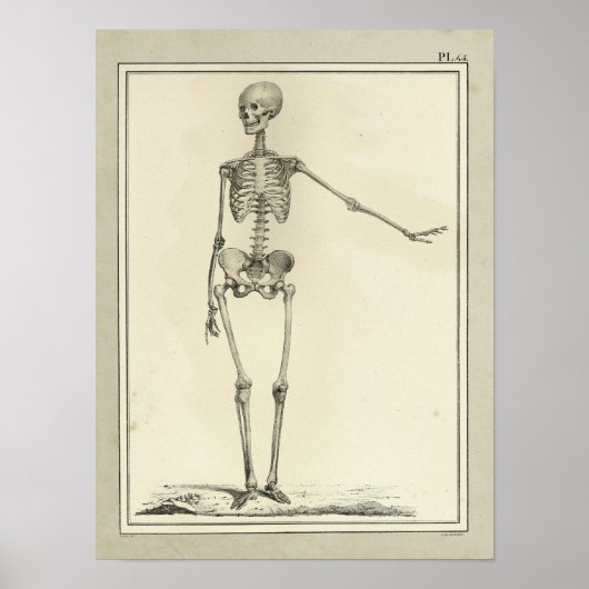  1831 Skeletanatomie Afdrukken Poster (Voorkant)