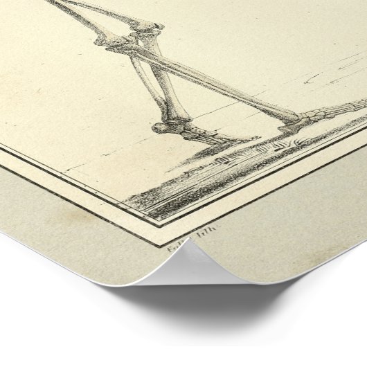  1831 Skeletanatomie Afdrukken Poster (Hoek)