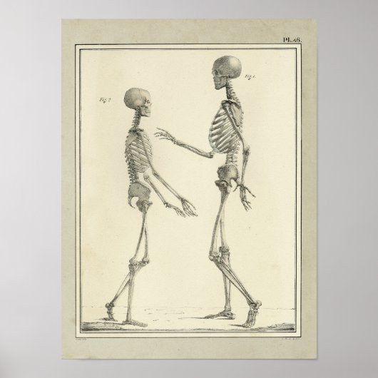  1831 Skeletanatomie Afdrukken Poster (Voorkant)