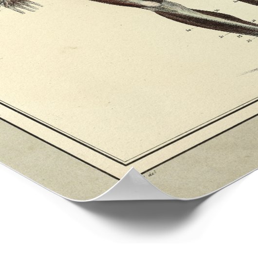  1831 Spier Anterieure Anatomie Afdrukken Poster (Hoek)