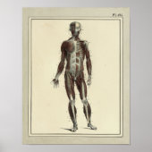  1831 Spier Anterieure Anatomie Afdrukken Poster (Voorkant)