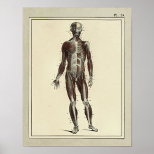  1831 Spier Anterieure Anatomie Afdrukken Poster