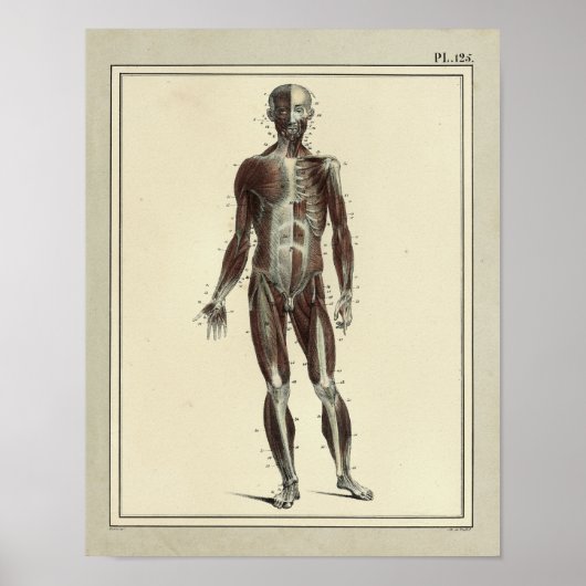 1831 Spier Anterieure Anatomie Afdrukken Poster (Voorkant)