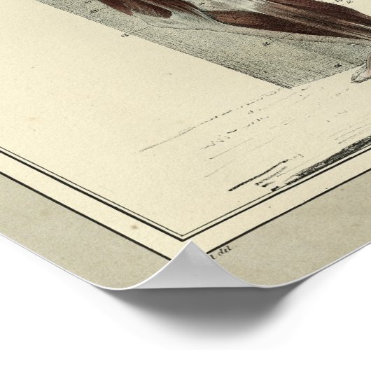  1831 spieren Laterale anatomie Afdrukken Poster (Hoek)