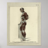  1831 spieren Laterale anatomie Afdrukken Poster (Voorkant)