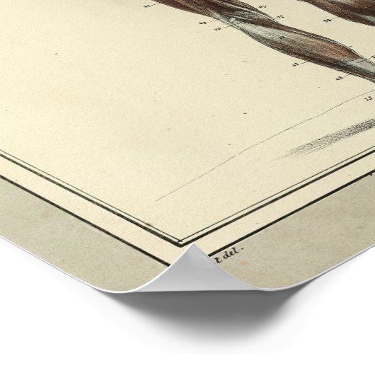 1831 spieren Posterior Anatomy Print (Hoek)