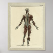 1831 spieren Posterior Anatomy Print (Voorkant)