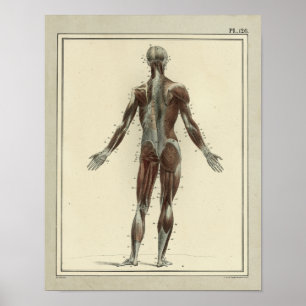 1831 spieren Posterior Anatomy Print