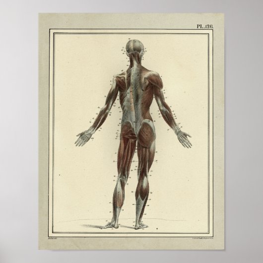  1831 spieren Posterior Anatomy Print (Voorkant)