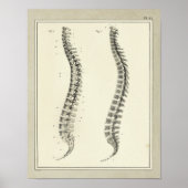 1831 Spinale kolomanatomie Afdrukken Poster (Voorkant)