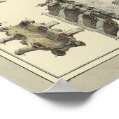 1831 Spinale kolomanatomie Afdrukken Poster (Hoek)