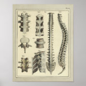  1831 Spinale kolomanatomie Afdrukken Poster (Voorkant)