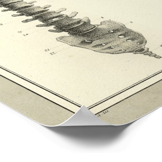  1831 Spinale kolomanatomie Afdrukken Poster (Hoek)