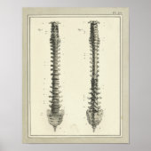  1831 Spinale kolomanatomie Afdrukken Poster (Voorkant)