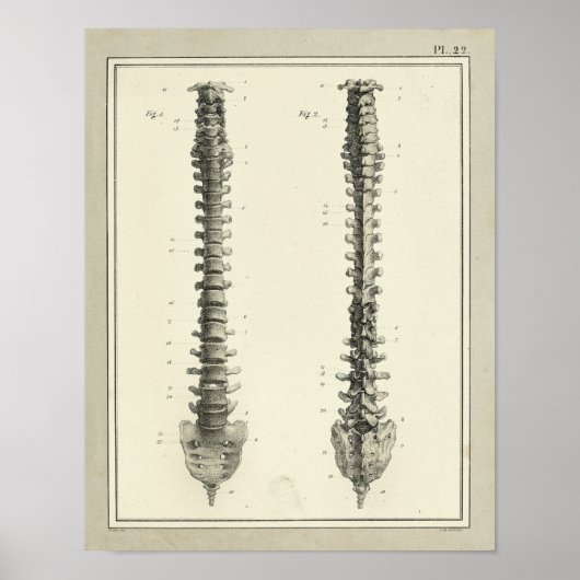  1831 Spinale kolomanatomie Afdrukken Poster (Voorkant)