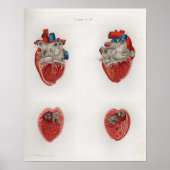 1833 Heart intern anatomie Poster (Voorkant)