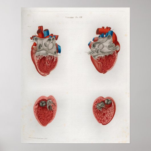 1833  Heart intern anatomie Poster (Voorkant)