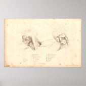 1833 Hoofd- en nekspieren  anatomie Afdrukken Poster (Voorkant)