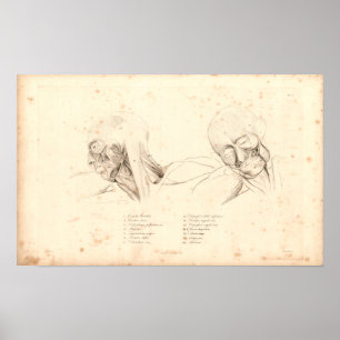 1833 Hoofd- en nekspieren  anatomie Afdrukken Poster