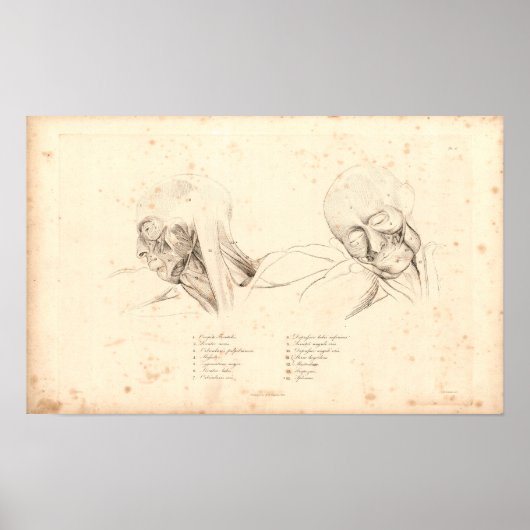 1833 Hoofd- en nekspieren  anatomie Afdrukken Poster (Voorkant)