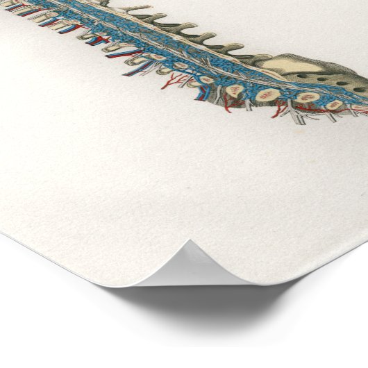 1833 Poster van de wervelkolom Anatomie (Hoek)