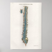 1833 Poster van de wervelkolom Anatomie (Voorkant)