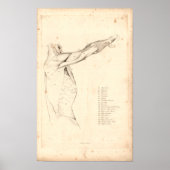 1833 Schouder- anatomie Afdrukken Poster (Voorkant)