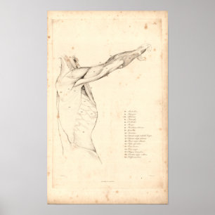 1833 Schouder- anatomie Afdrukken Poster