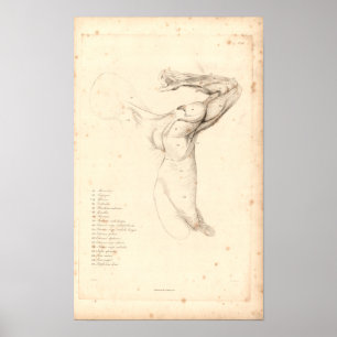 1833 Schouder- anatomie Afdrukken Poster