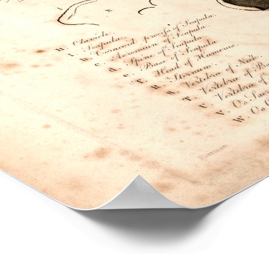 1833  skeletanatomie afdrukken poster (Hoek)