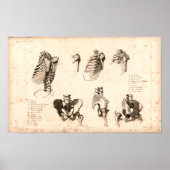 1833  skeletanatomie afdrukken poster (Voorkant)