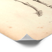 1833 Skeletons Vintage Anatomy Print (Hoek)