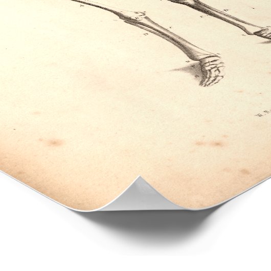 1833 Skeletons Vintage Anatomy Print (Hoek)