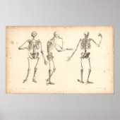 1833 Skeletons Vintage Anatomy Print (Voorkant)
