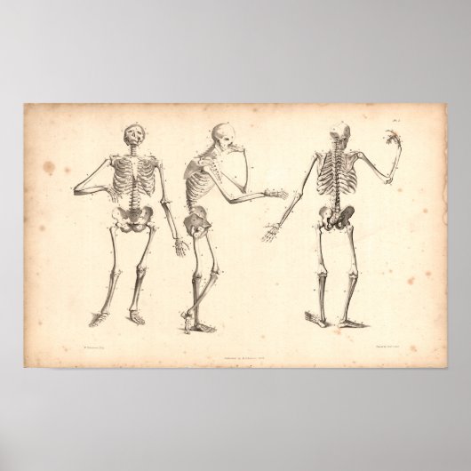 1833 Skeletons Vintage Anatomy Print (Voorkant)