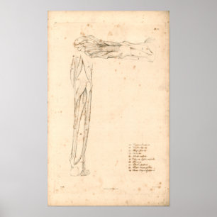 1833 Spier met  voetanatomie Afdrukken Poster