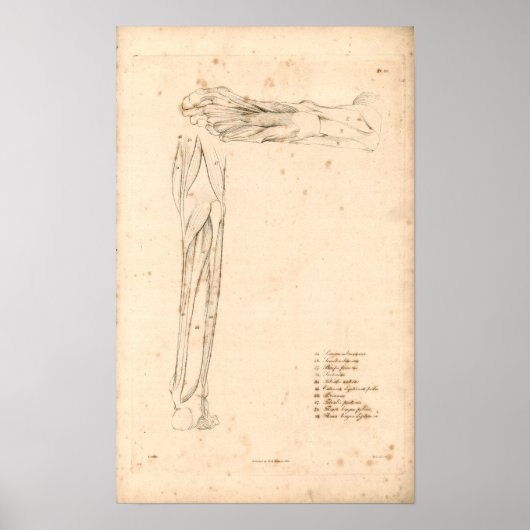 1833 Spier met voetanatomie Afdrukken Poster (Voorkant)