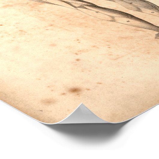 1833  spieren Anatomie afdrukken Poster (Hoek)