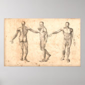1833  spieren Anatomie afdrukken Poster (Voorkant)
