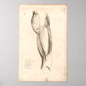 1833 Spieren met hoge  anatomie Afdrukken Poster (Voorkant)
