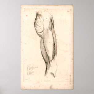 1833 Spieren met hoge  anatomie Afdrukken Poster